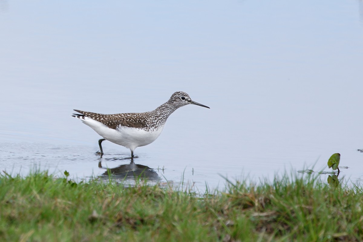 Wood Sandpiper - ML624193348