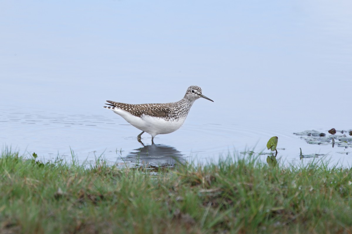 Wood Sandpiper - ML624193349