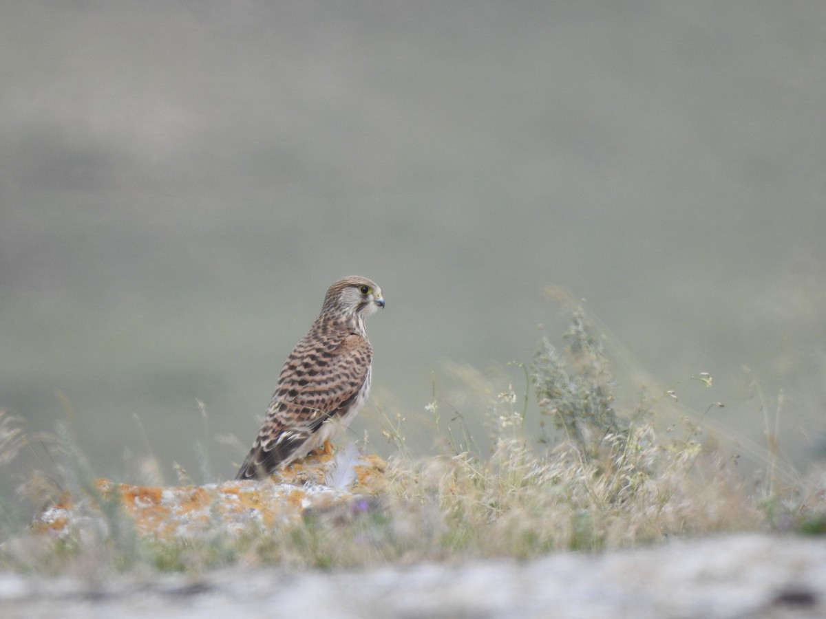 Eurasian Kestrel - ML624193361