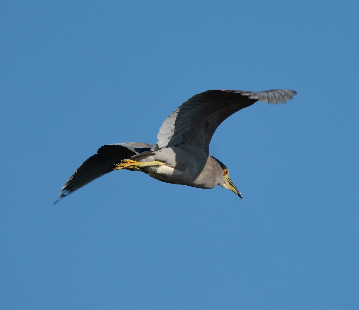 Black-crowned Night Heron - ML624193370