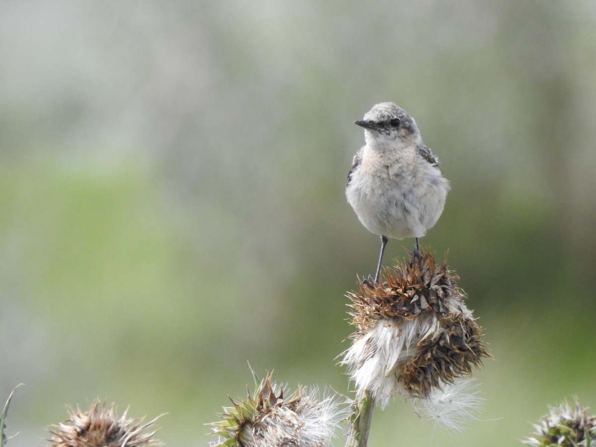 Northern Wheatear - ML624193371