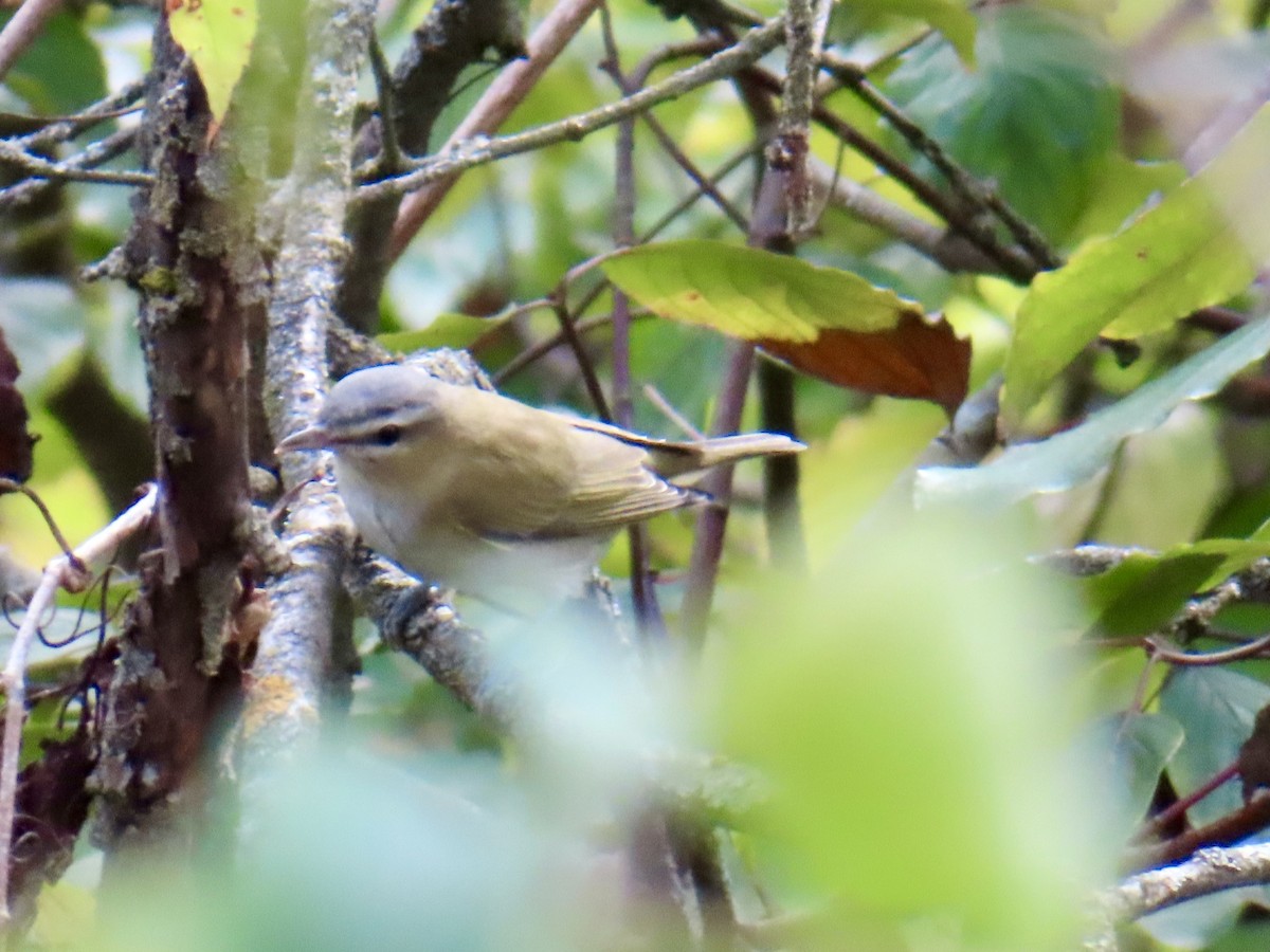 Rotaugenvireo - ML624193377