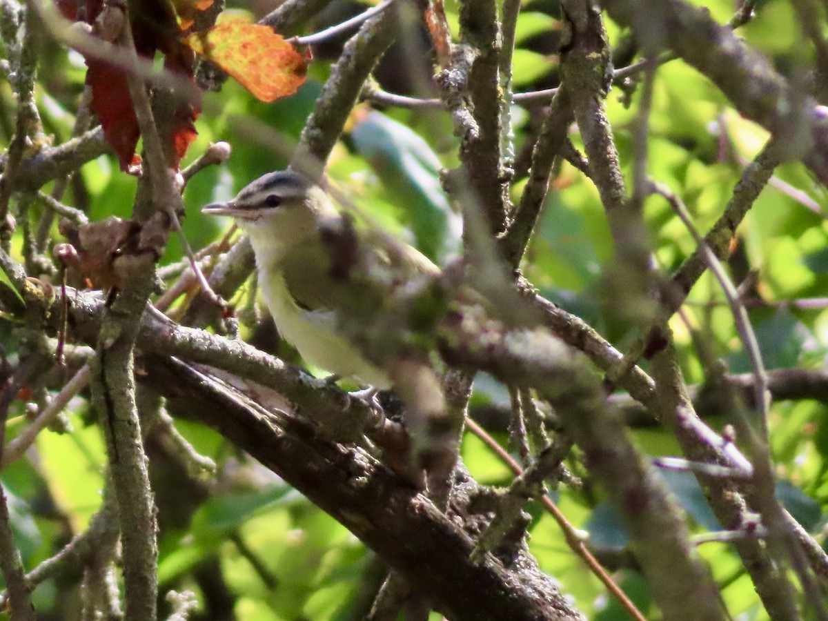 Rotaugenvireo - ML624193378