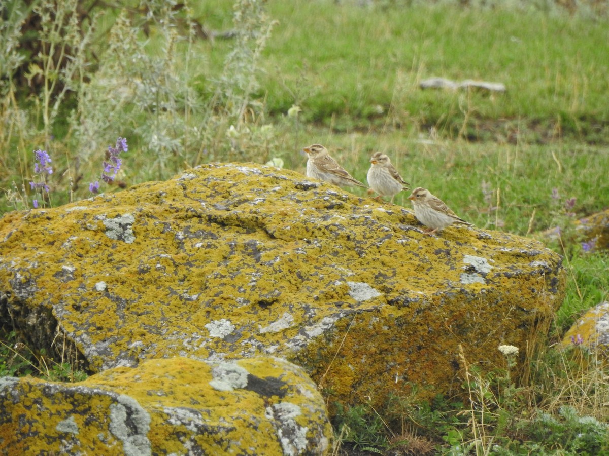 Rock Sparrow - ML624193387