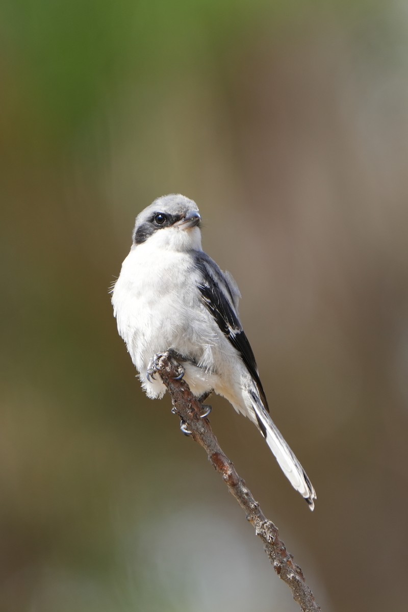 Loggerhead Shrike - ML624193399