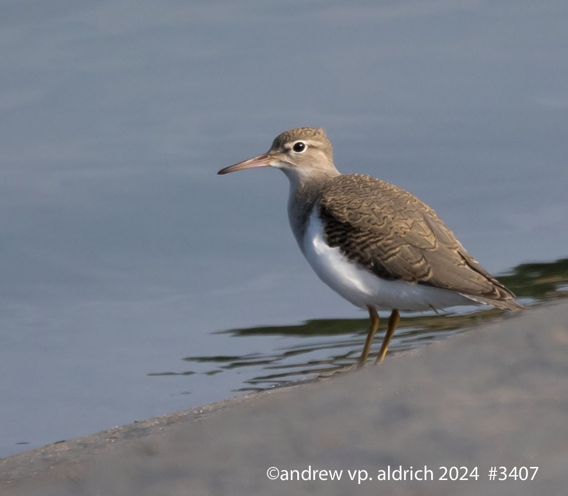 Spotted Sandpiper - andrew aldrich