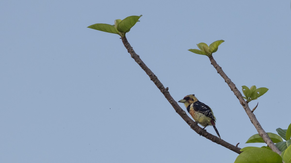 Crested Barbet - Guy de Bruyn