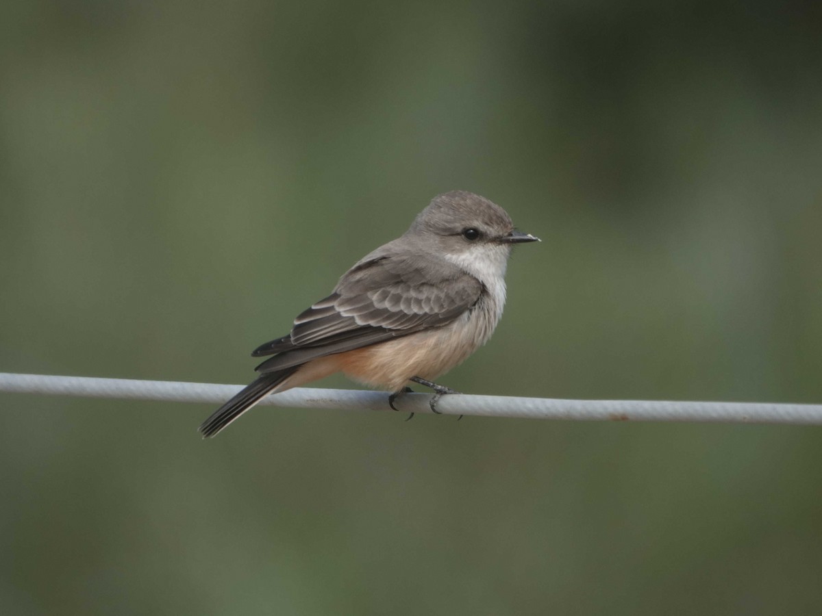 Vermilion Flycatcher - ML624193491