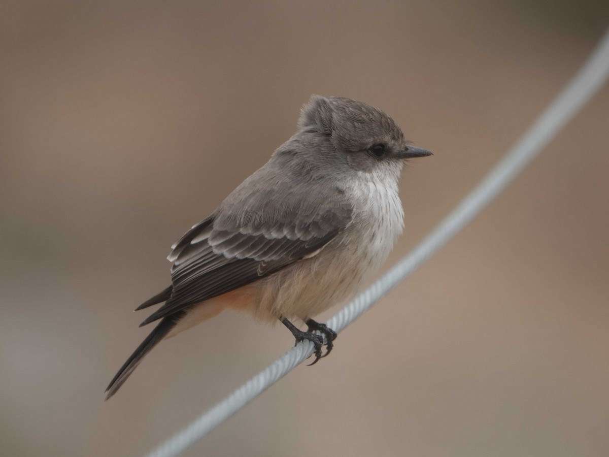 Vermilion Flycatcher - ML624193492