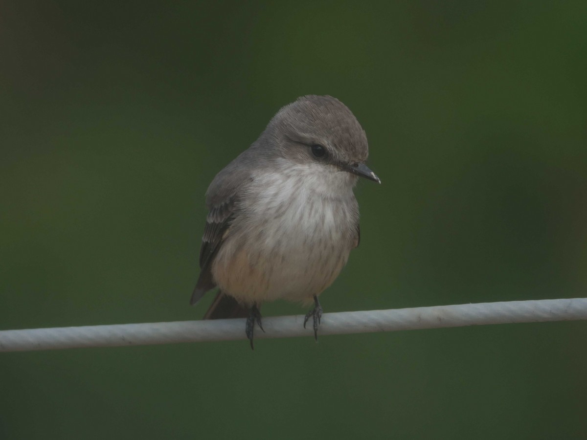 Vermilion Flycatcher - ML624193493