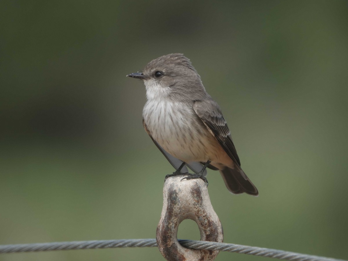 Vermilion Flycatcher - ML624193494