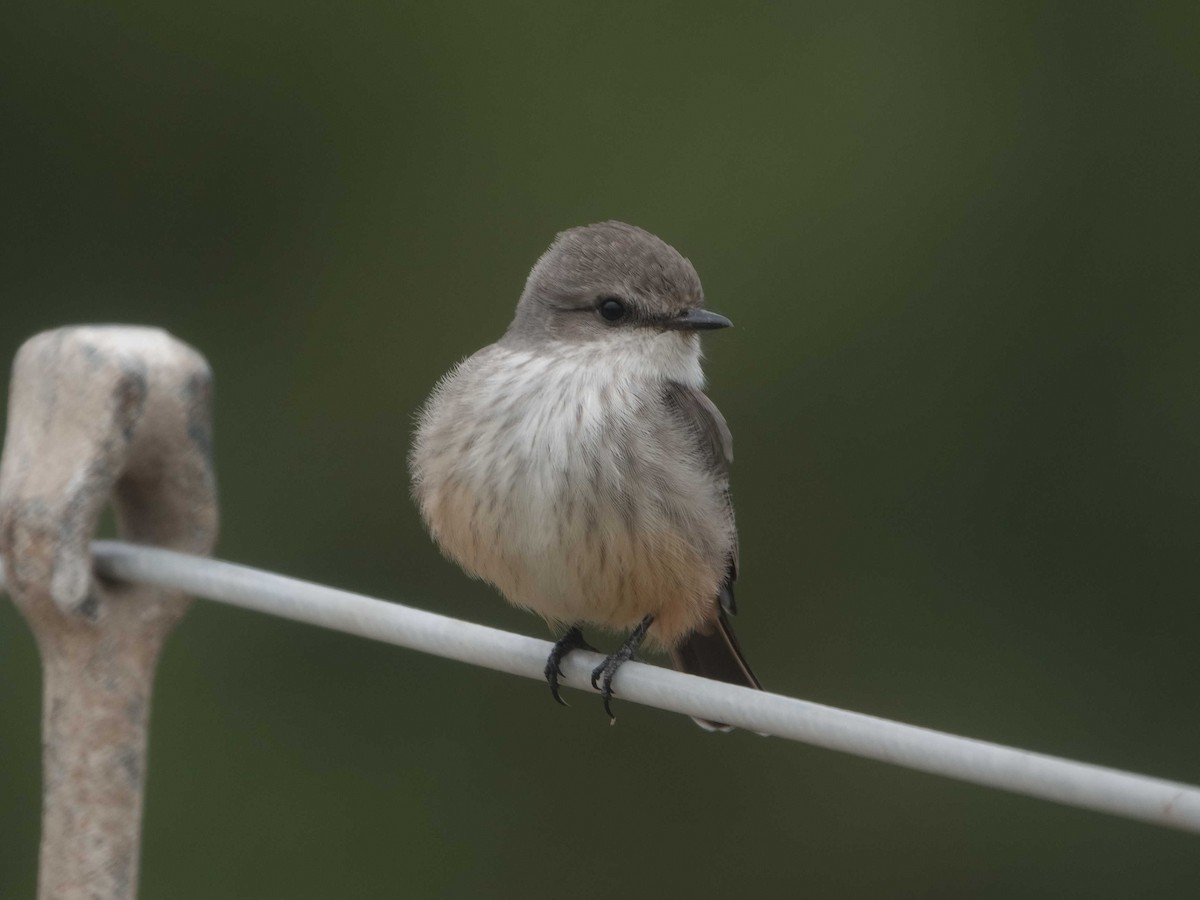 Vermilion Flycatcher - ML624193495