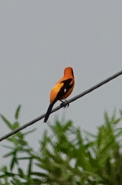 Orange-backed Troupial - ML624193505