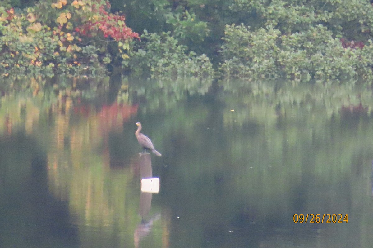 Cormoran à aigrettes - ML624193528