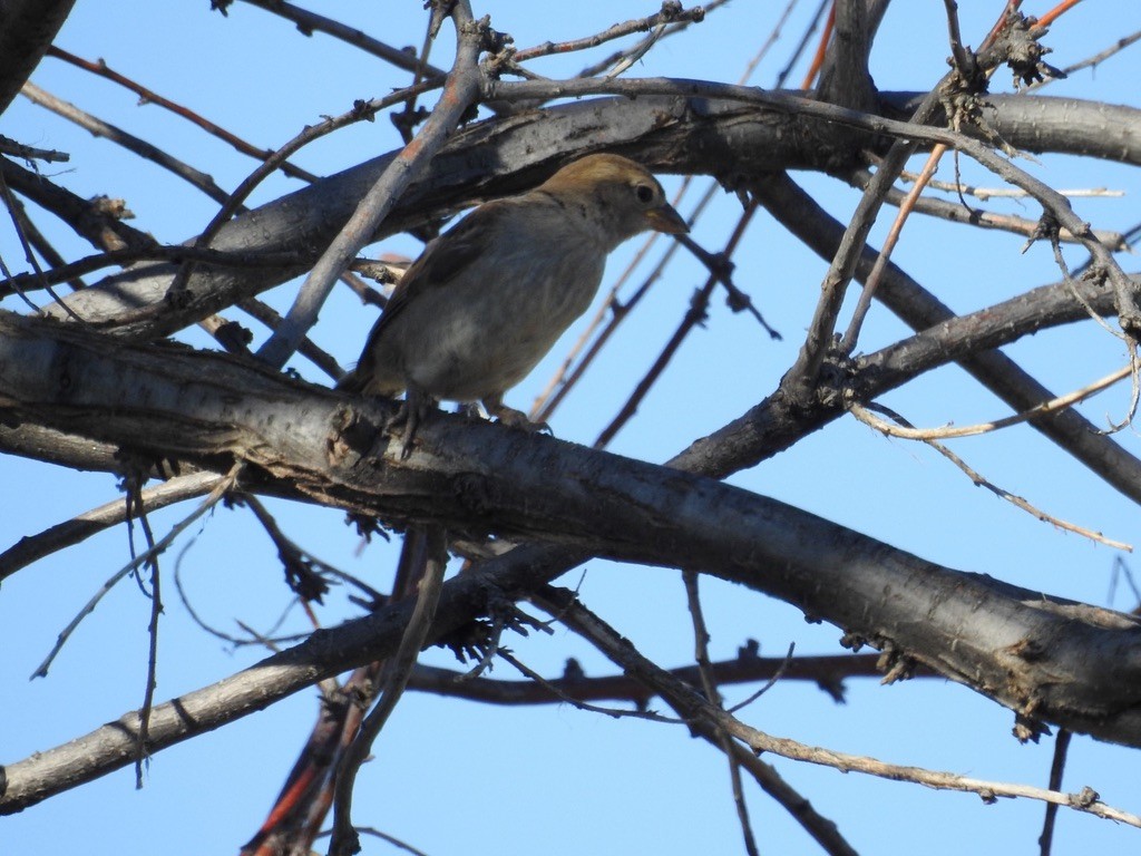 Moineau domestique - ML624193531