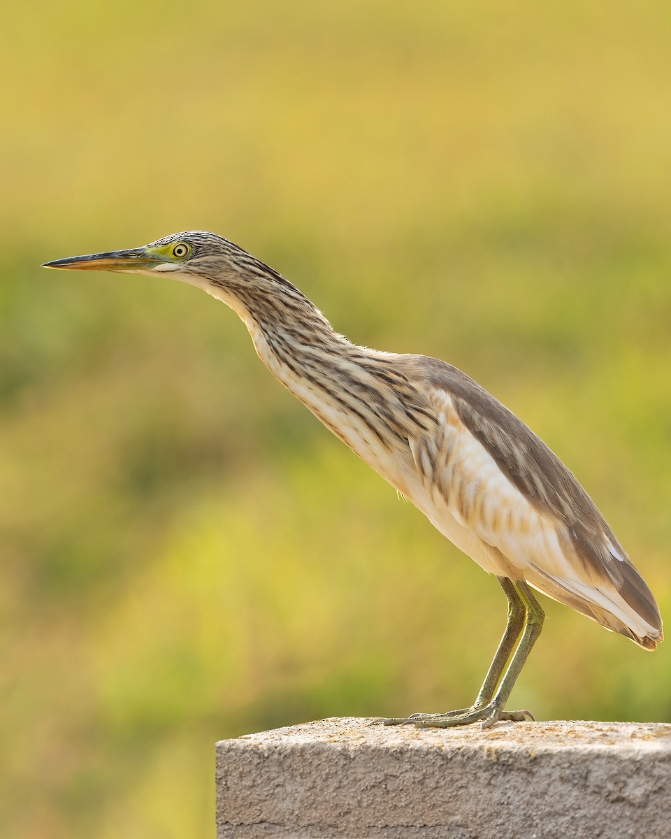 Squacco Heron - ML624193535