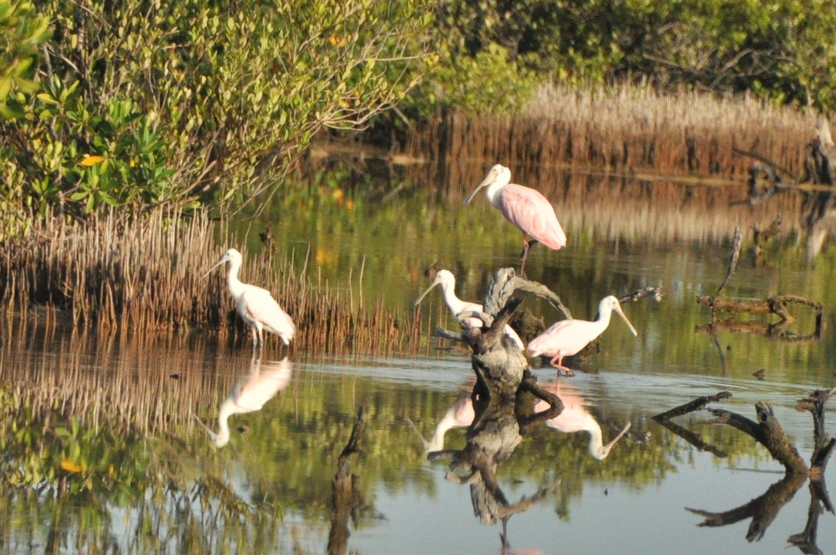 Roseate Spoonbill - ML624193583