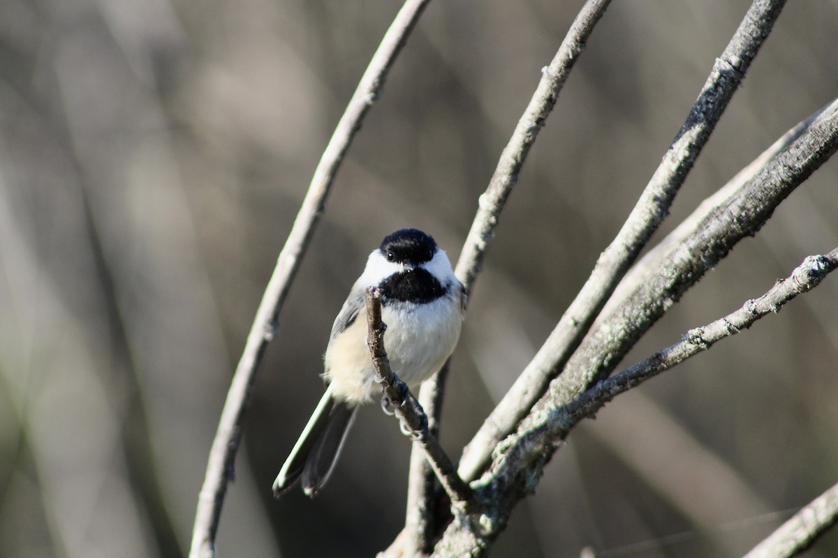 Black-capped Chickadee - ML624193601