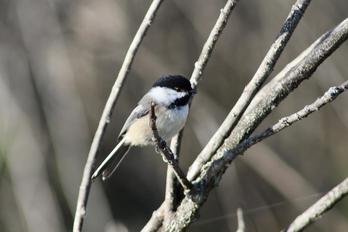 Black-capped Chickadee - ML624193602