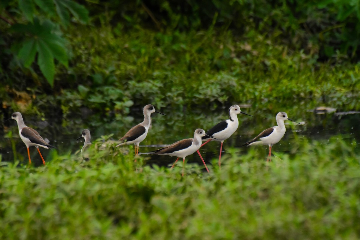 Black-winged Stilt - ML624193611