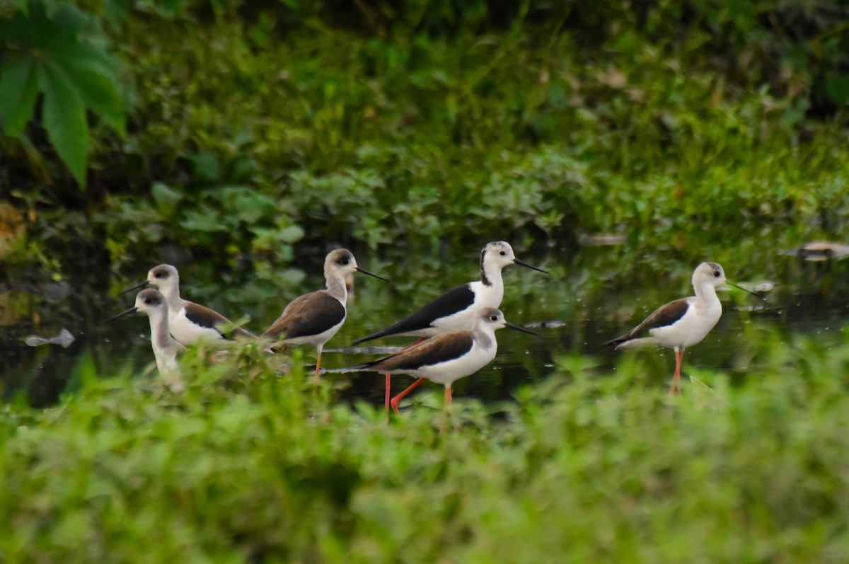 Black-winged Stilt - ML624193612