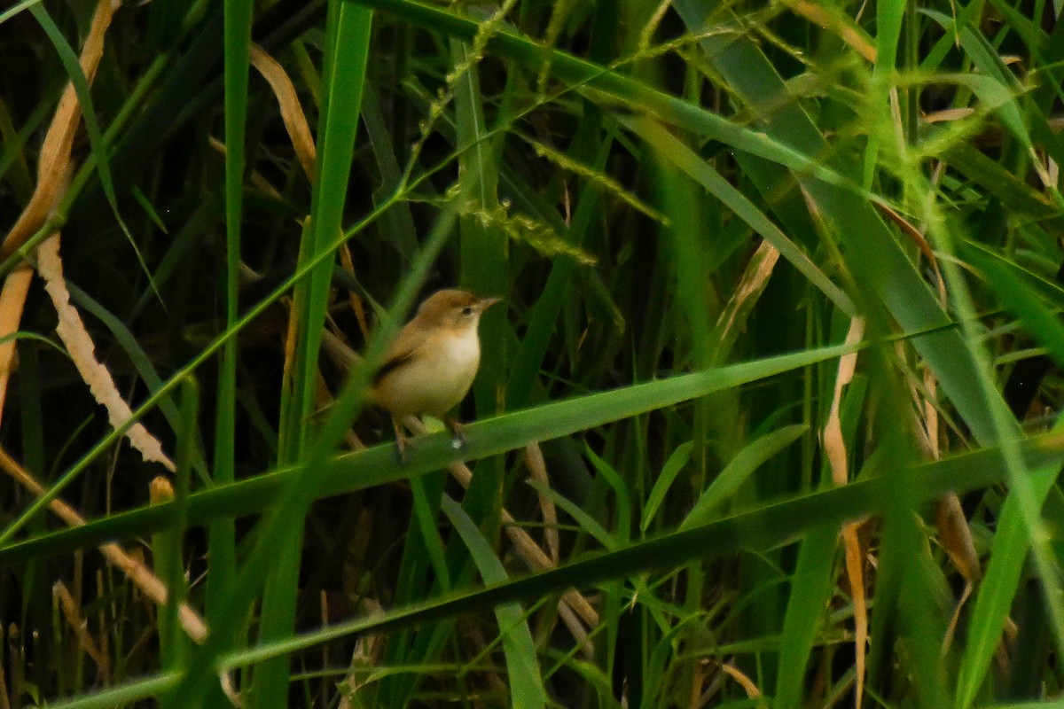 Blyth's Reed Warbler - ML624193630