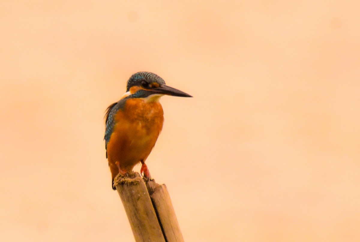 Common Kingfisher - ML624193641