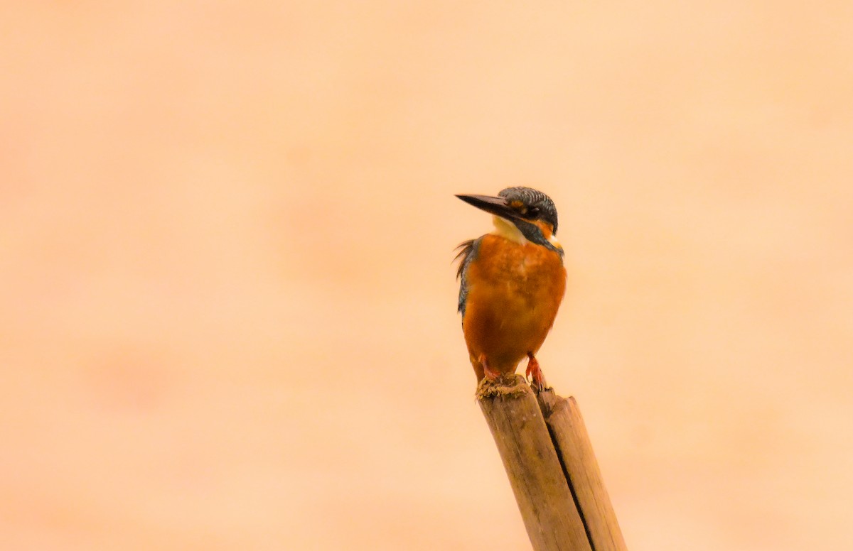 Common Kingfisher - ML624193642