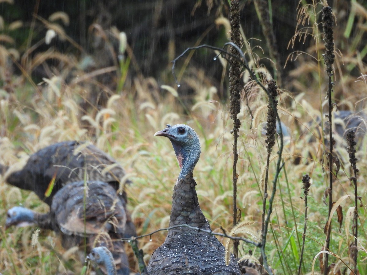 Wild Turkey - ML624193644