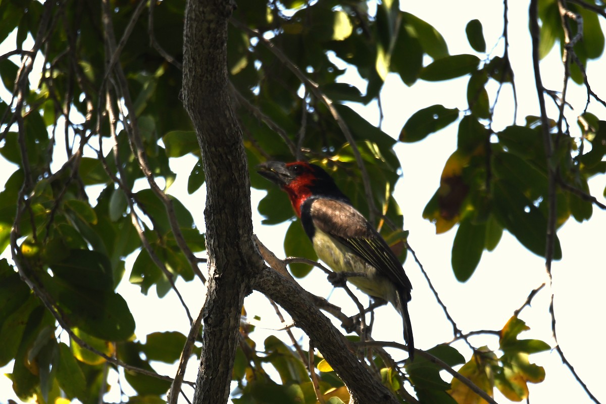 Black-collared Barbet - ML624193650