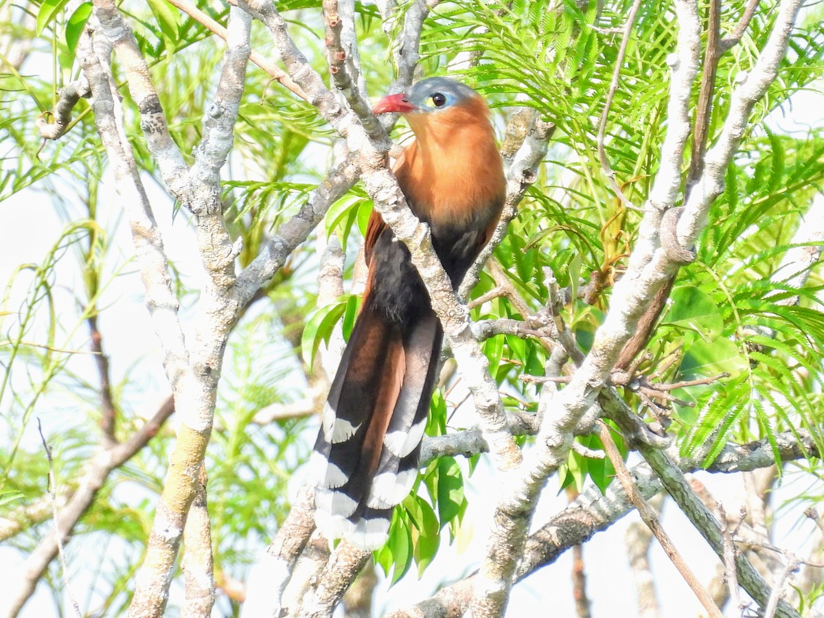 Black-bellied Cuckoo - ML624193653