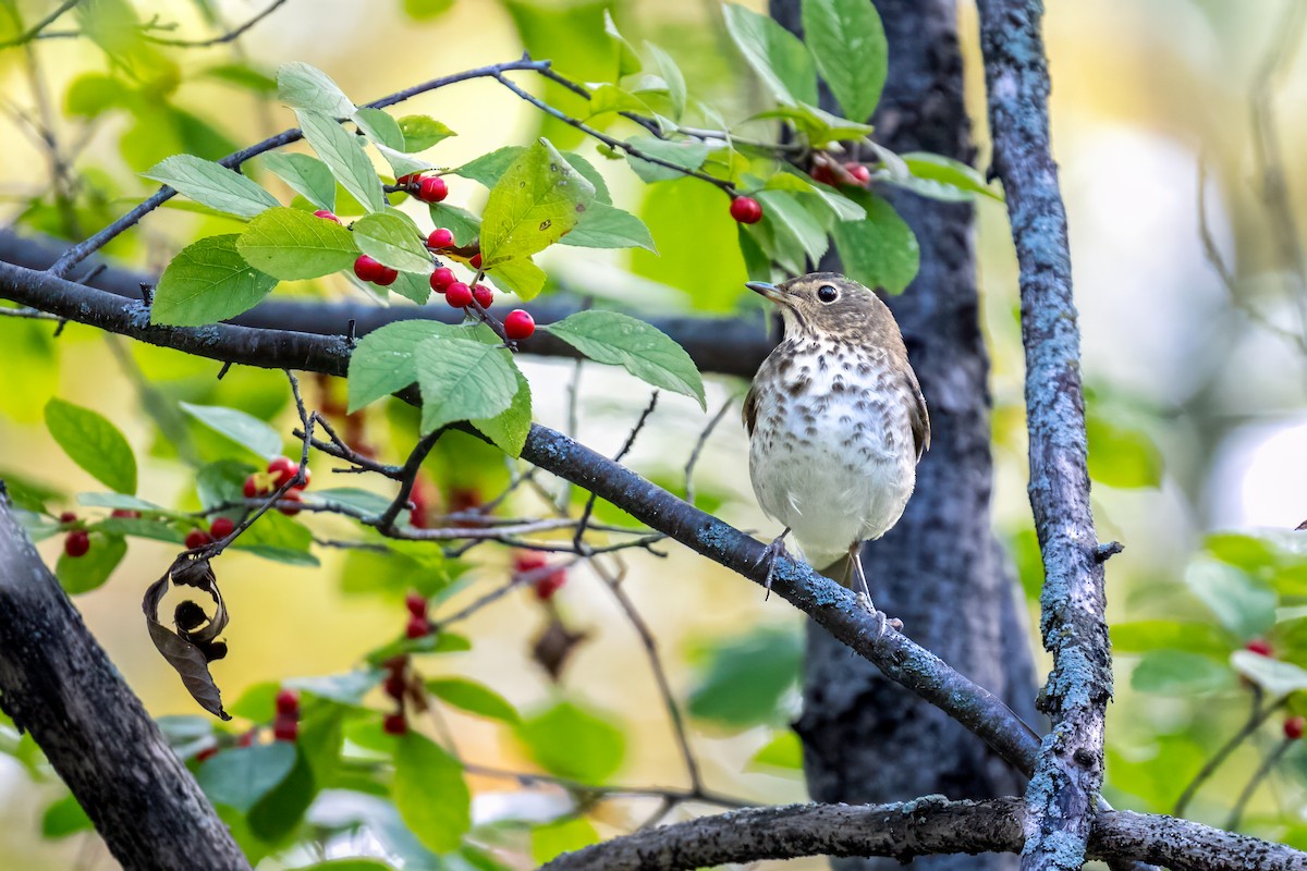 Swainson's Thrush - ML624193661