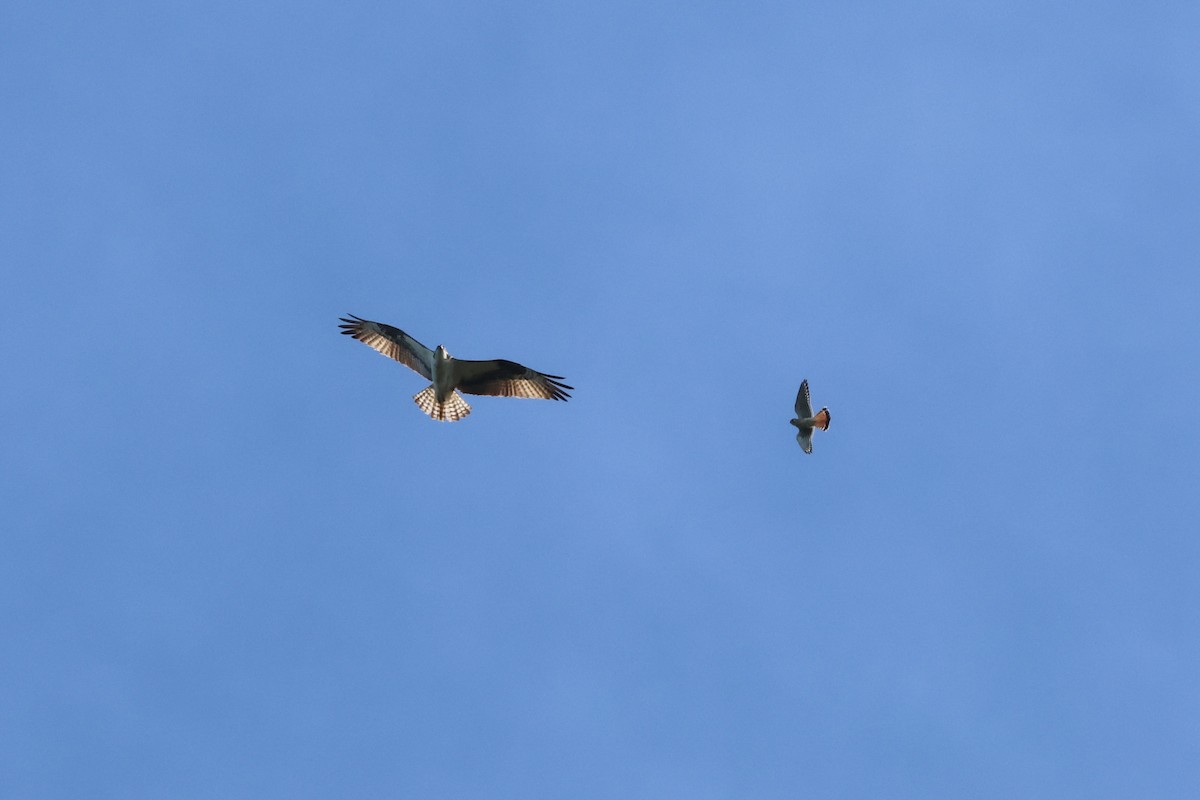 American Kestrel - James Lees