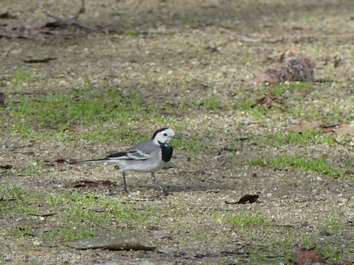 White Wagtail - ML624193668