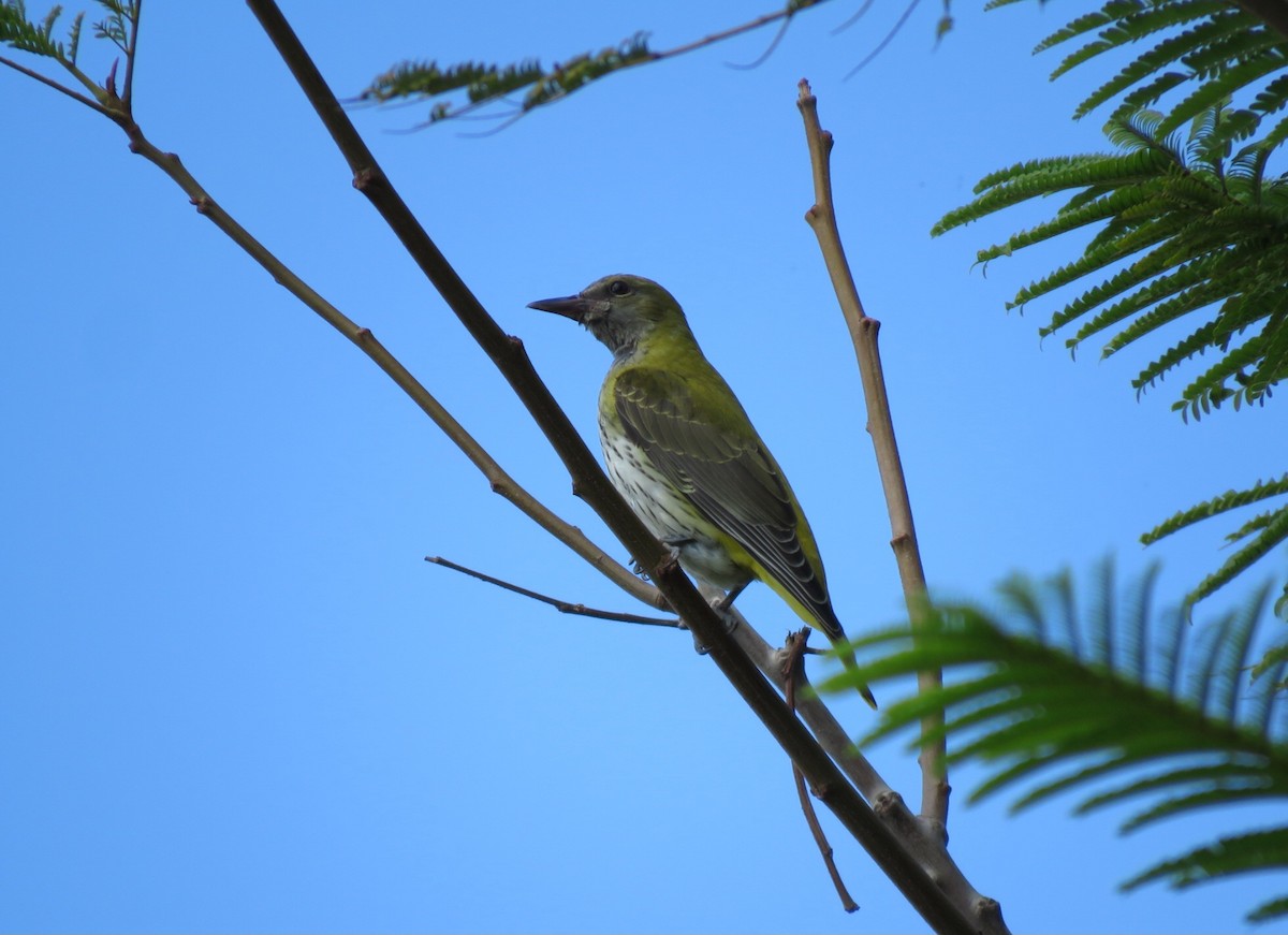 Eurasian Golden Oriole - ML624193679