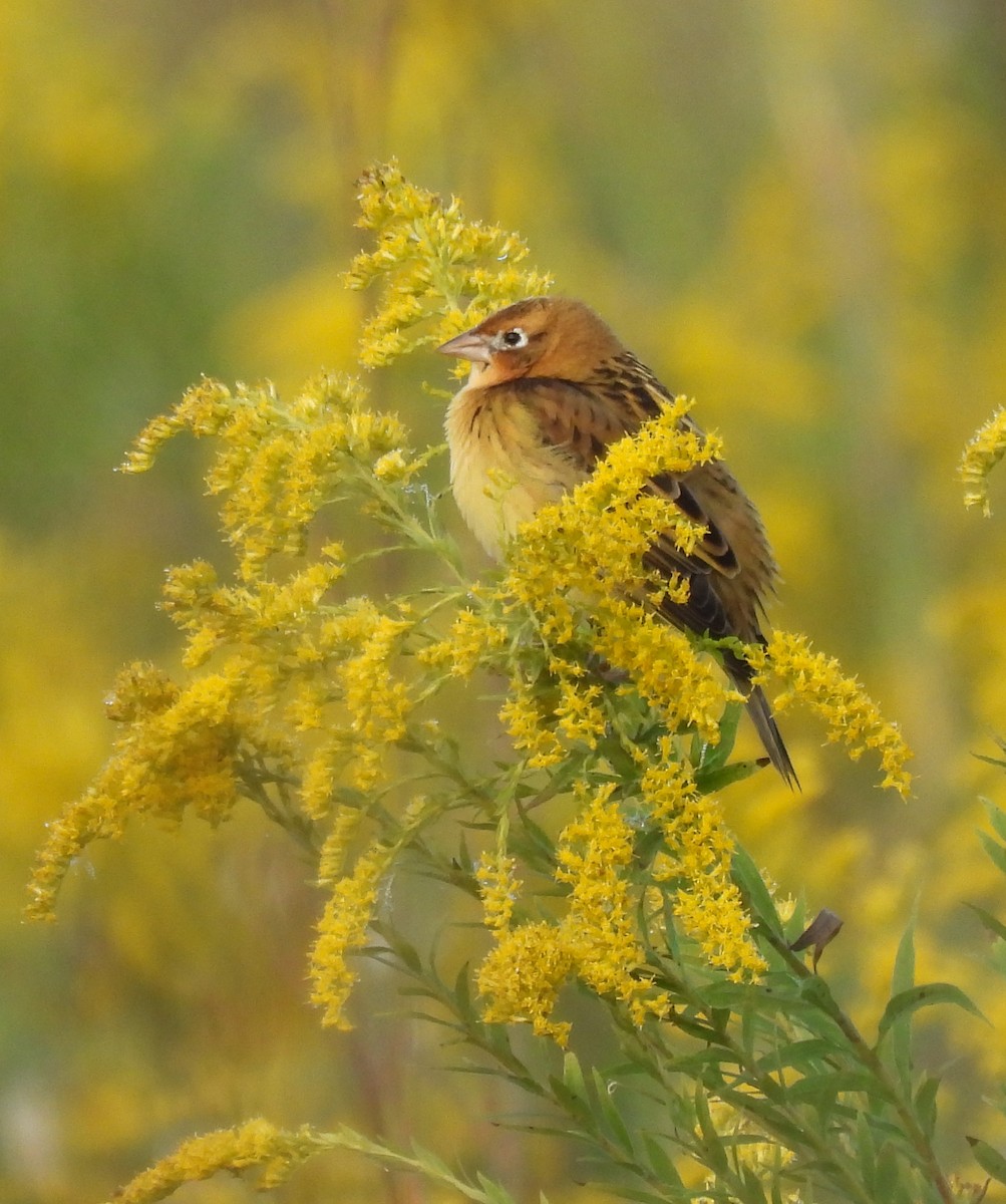 Bobolink - ML624193684