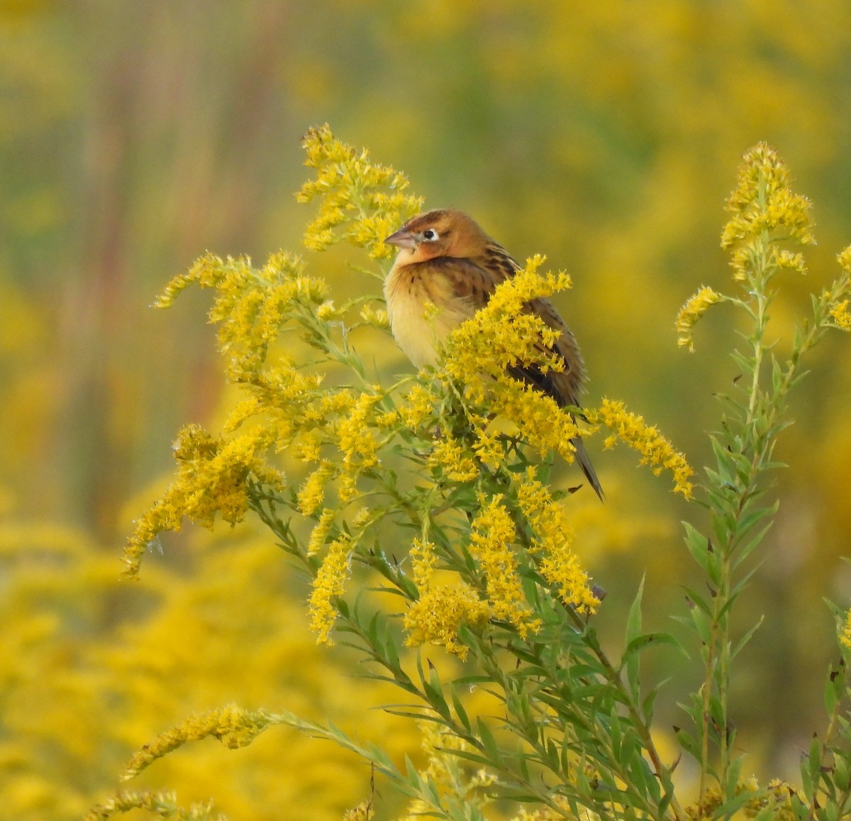 Bobolink - ML624193685