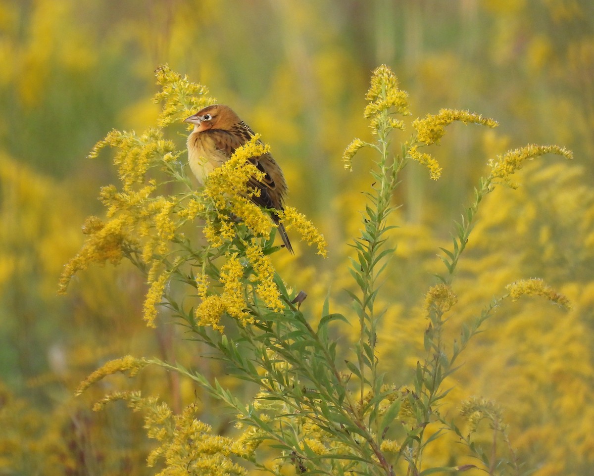 Bobolink - ML624193687