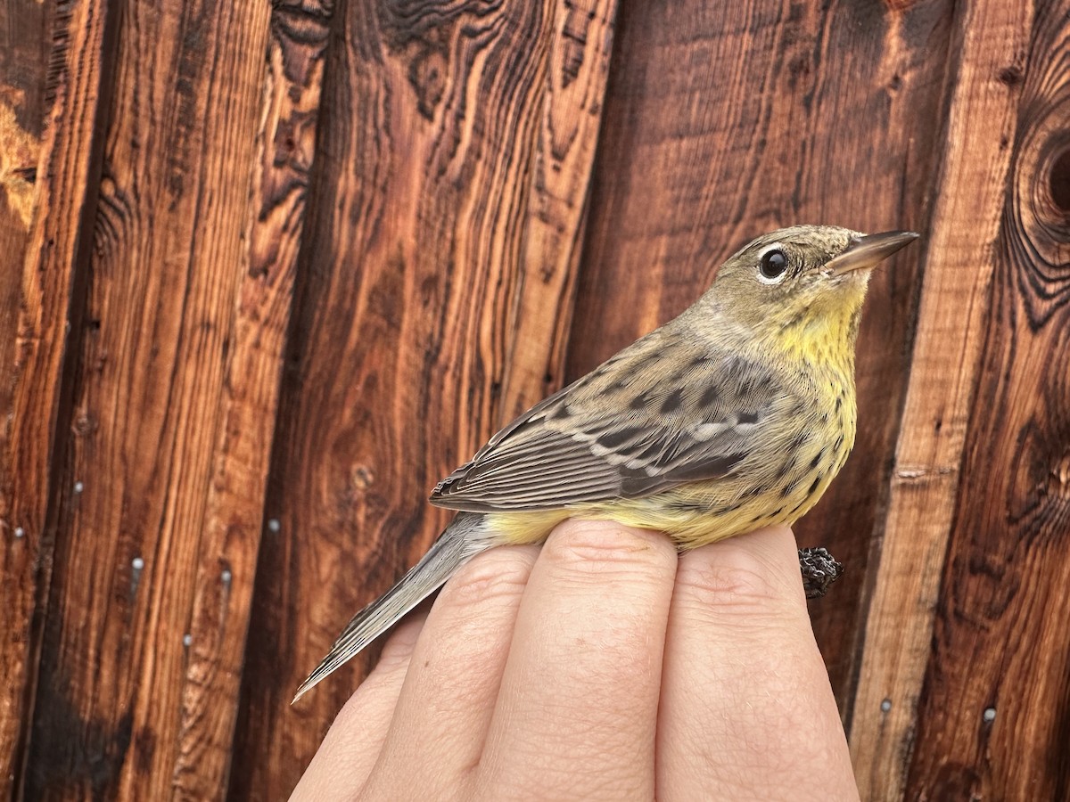 Kirtland's Warbler - ML624193692