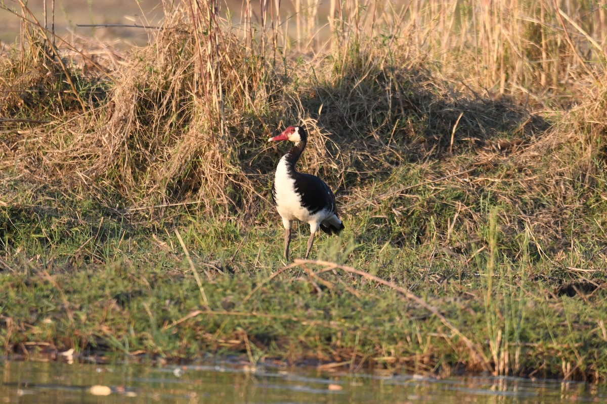 Spur-winged Goose - ML624193693