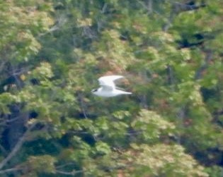 Forster's Tern - ML624193701