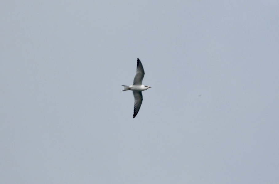 Forster's Tern - ML624193702