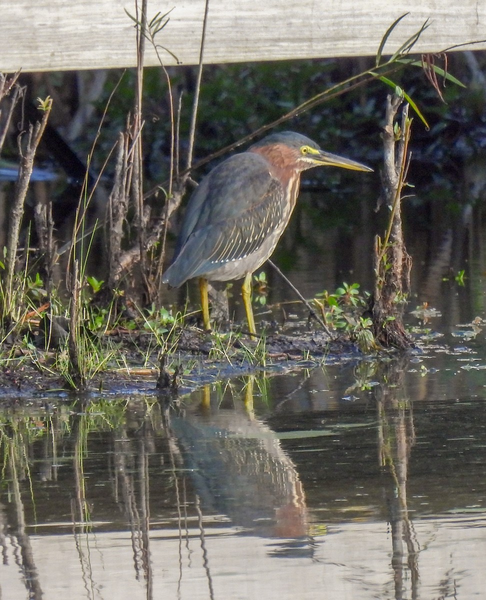 Green Heron - ML624193756