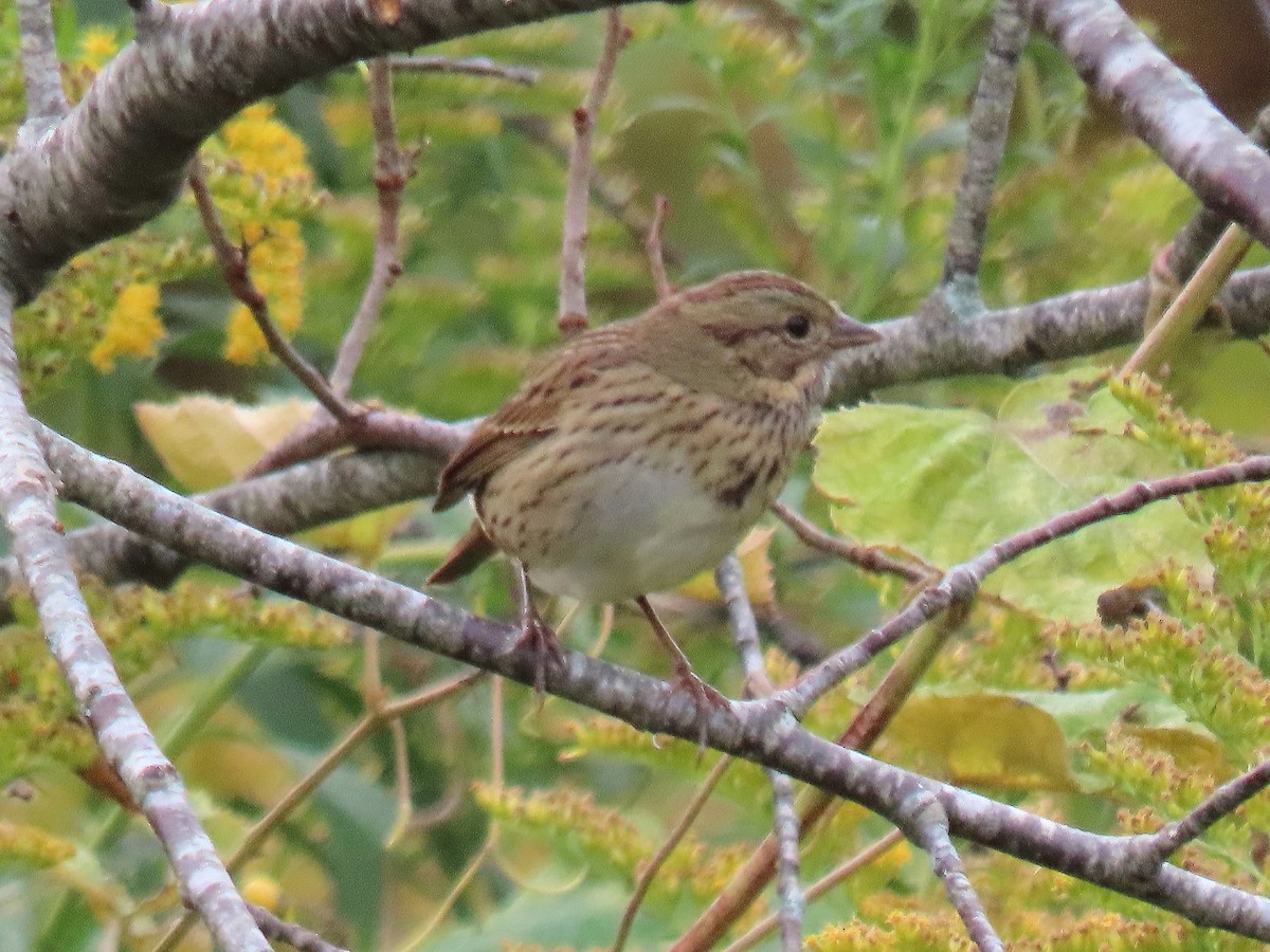 Lincoln's Sparrow - ML624193760