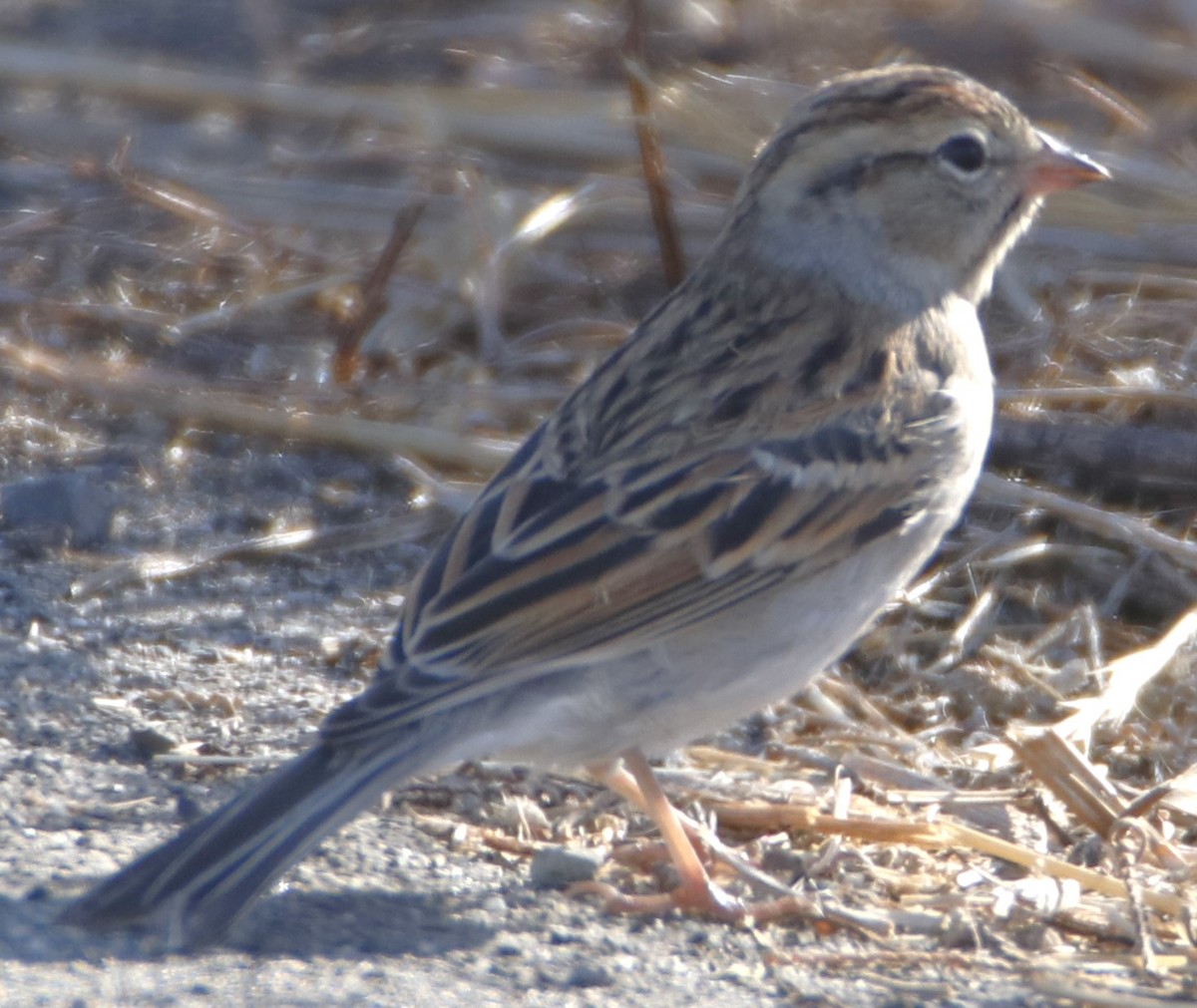 Chipping Sparrow - Barry Spolter