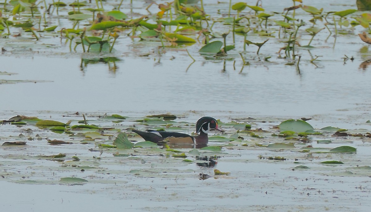 Wood Duck - ML624193801