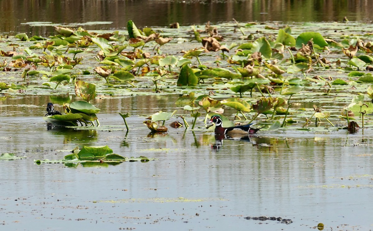 Wood Duck - ML624193802