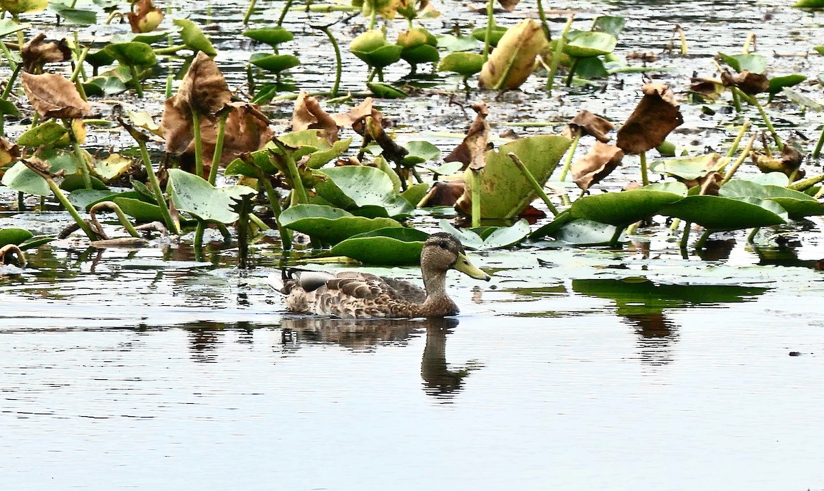 Mallard - ML624193811