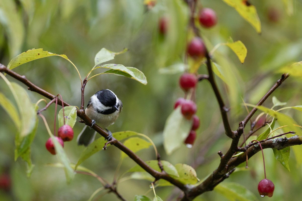 Black-capped Chickadee - ML624193818