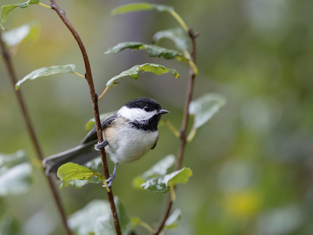 Black-capped Chickadee - ML624193819